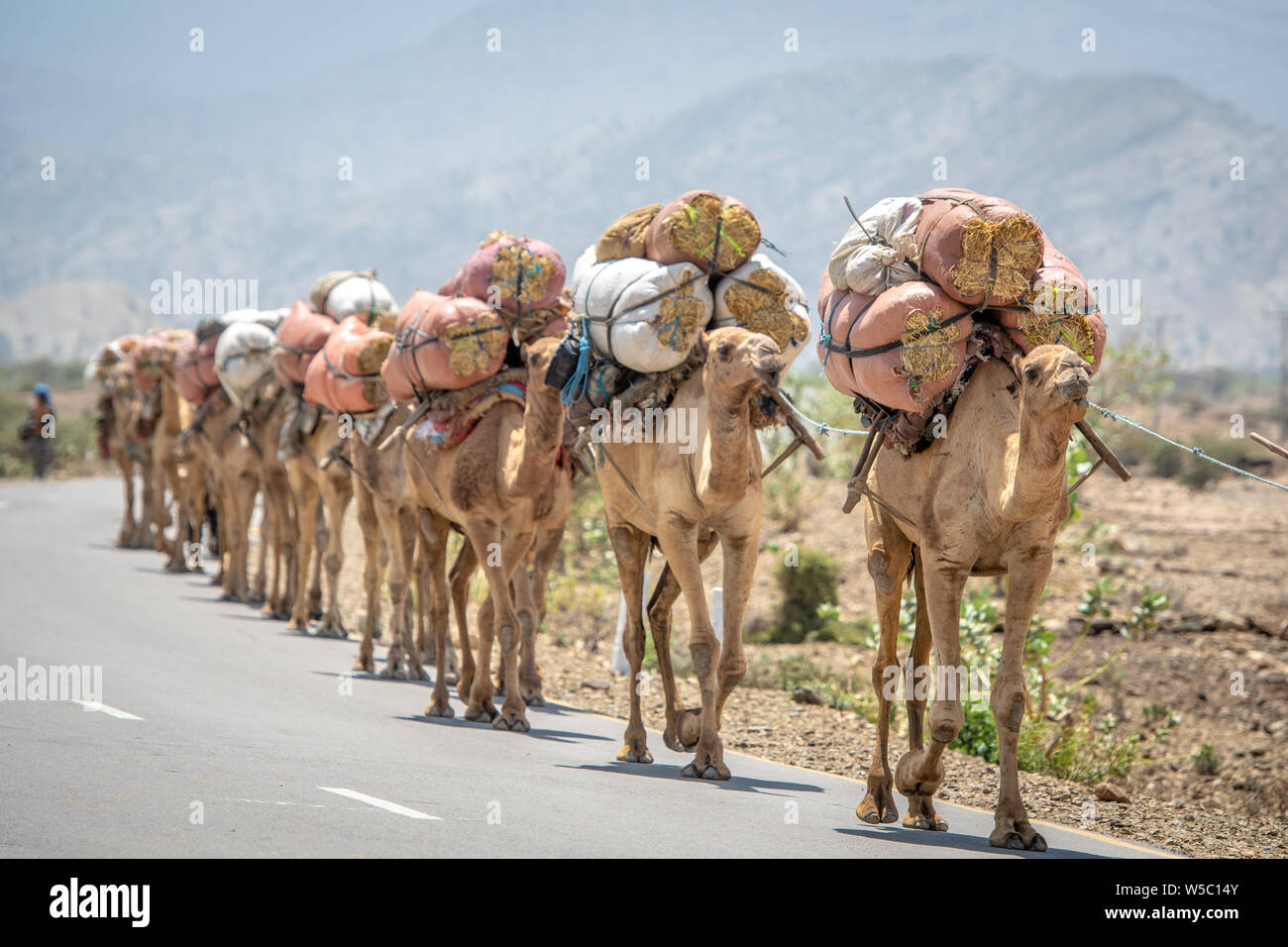 Una linea di cammelli (Camelus) borse e zaini di fieno sul loro retro travel down road, nella depressione di Danakil , Etiopia Foto Stock