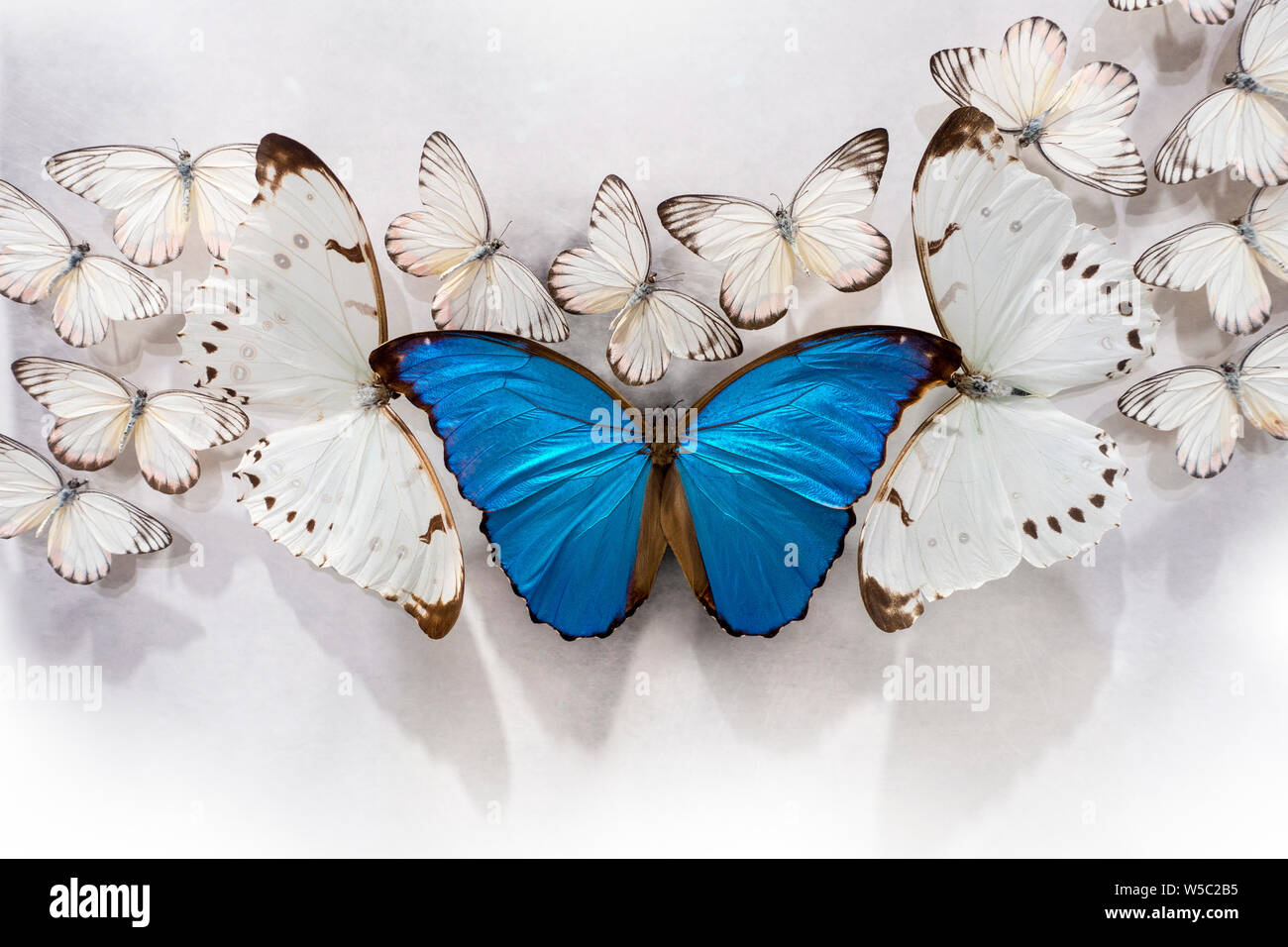 Mazzo di farfalle bianche, due grandi rape Pieris e un grande Morpho Blu su un tavolo bianco Foto Stock