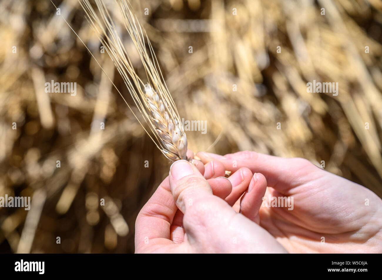 Una mano di esaminare una testa di orzo, Deber Berhan, Etiopia Foto Stock