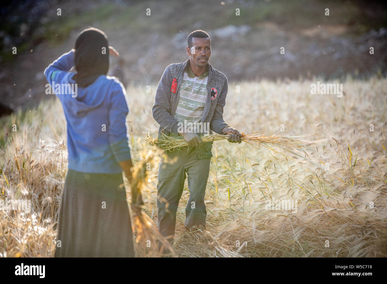 Raccolto di orzo vicino Ankober, Etiopia Foto Stock