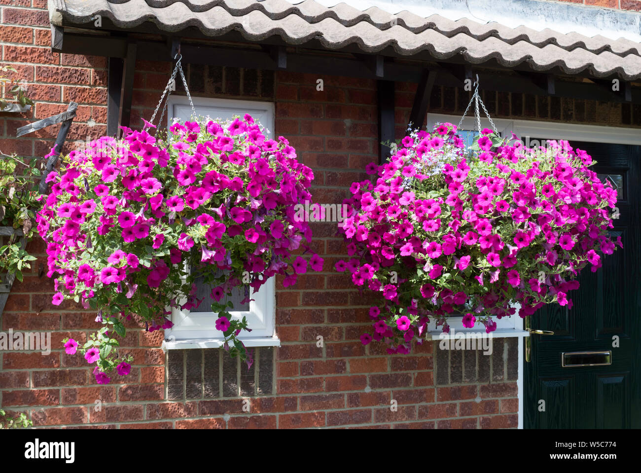 Due cestelli appesi contenente F1 Petunia ibrida Velluto viola, cresciute da seme. Foto Stock