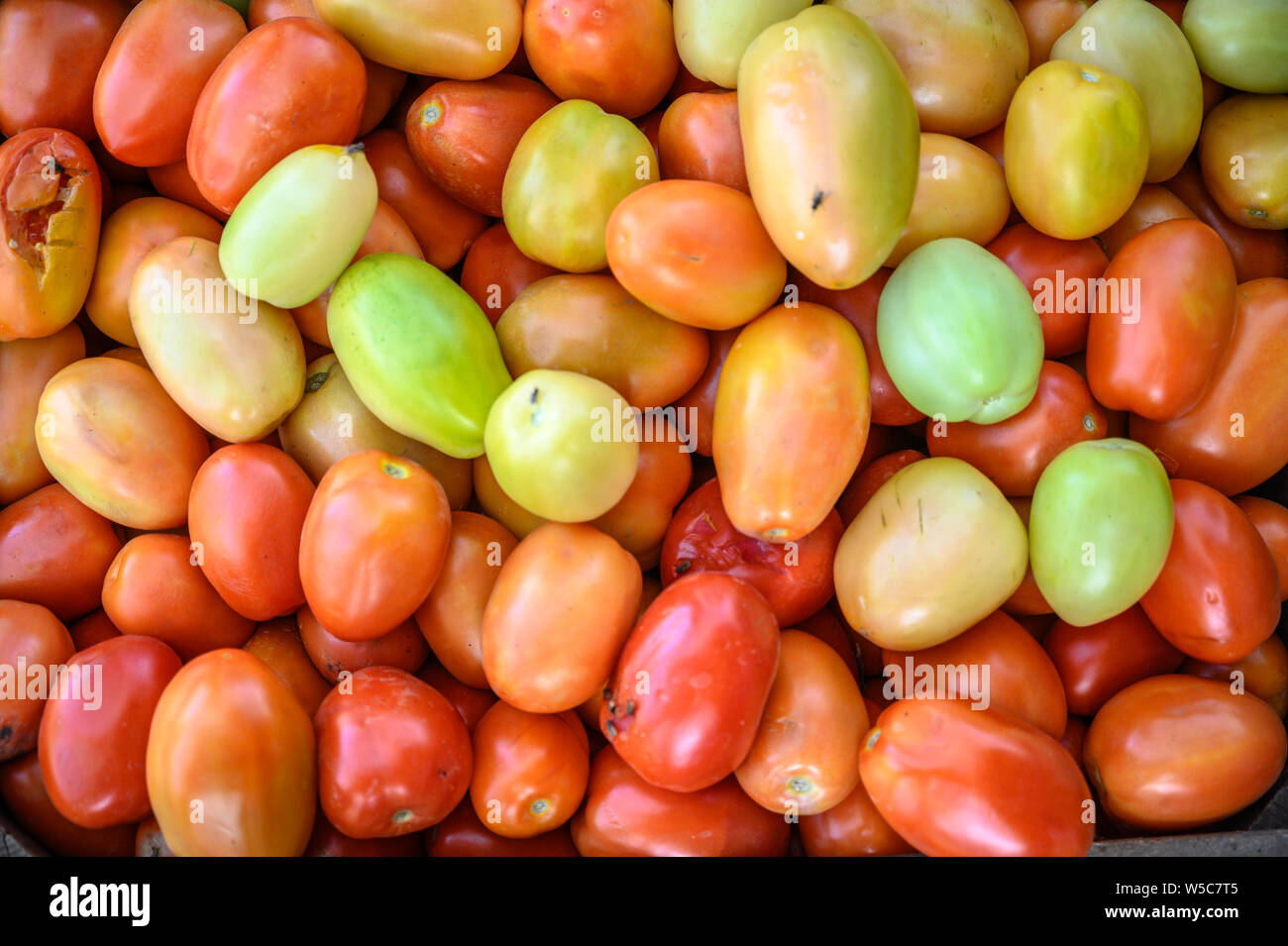Vicino sul palo di pomodorini, Debre Berhan, Etiopia Foto Stock