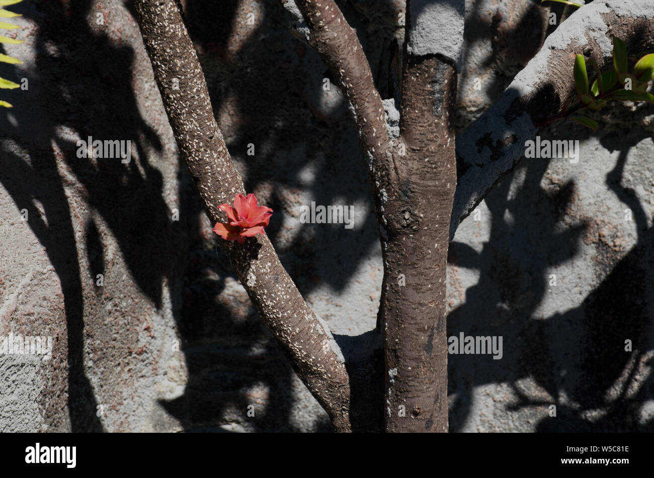 (190728) -- Pechino, 28 luglio 2019 (Xinhua) -- un fiore con ceneri di materiali vulcanici produca dal cratere del monte Tangkuban Parahu è visto in Subang di West Java, Indonesia, 27 luglio 2019. Tangkuban Parahu vulcano in Indonesia West Java Provincia ha eruttato venerdì pomeriggio, produca ceneri vulcaniche 200 metri nell'aria. (Foto di Syarif/Xinhua) Foto Stock