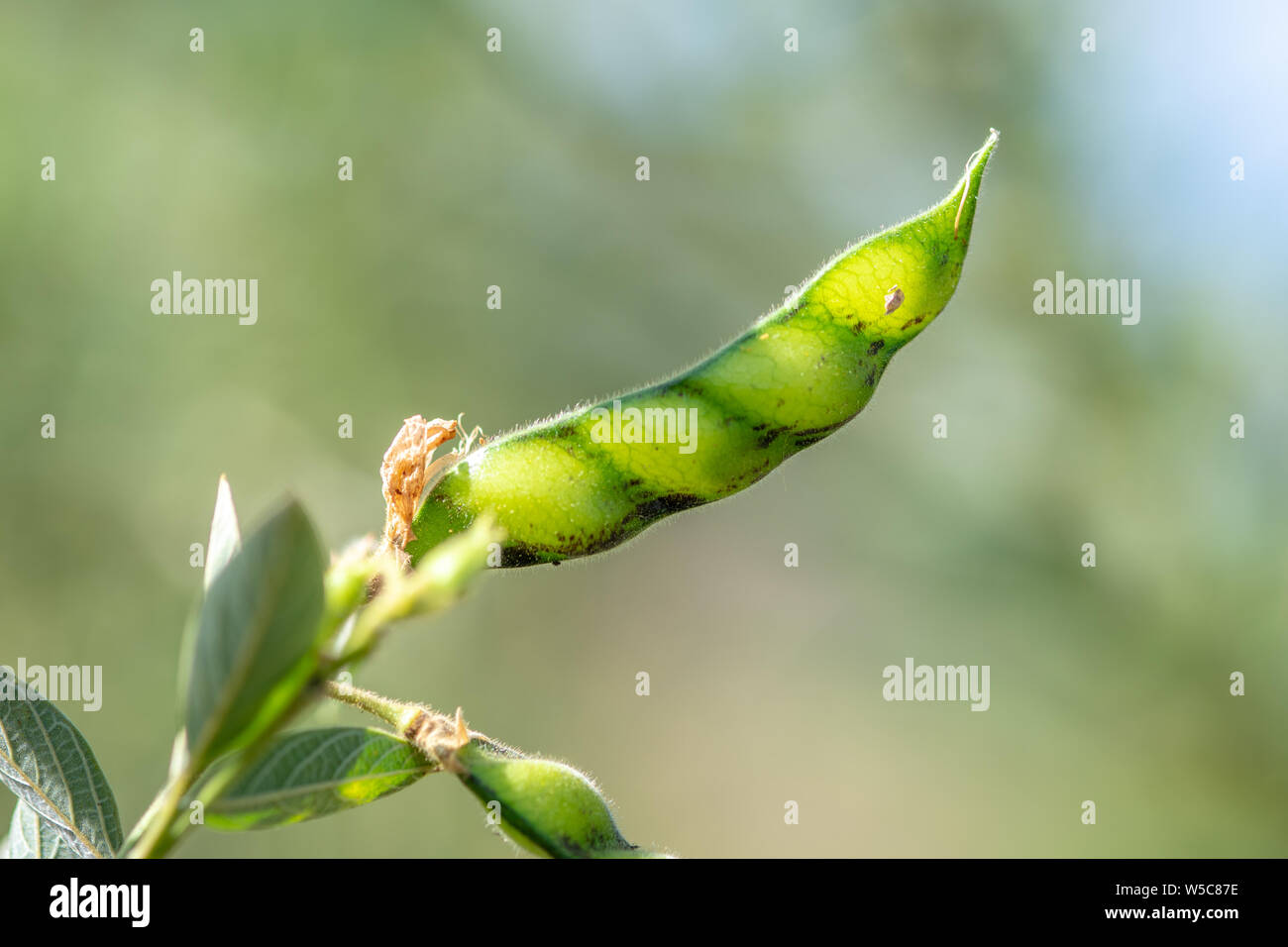 Vista dettagliata del pod di soia crescente su piante, Debre Berhan, Etiopia Foto Stock