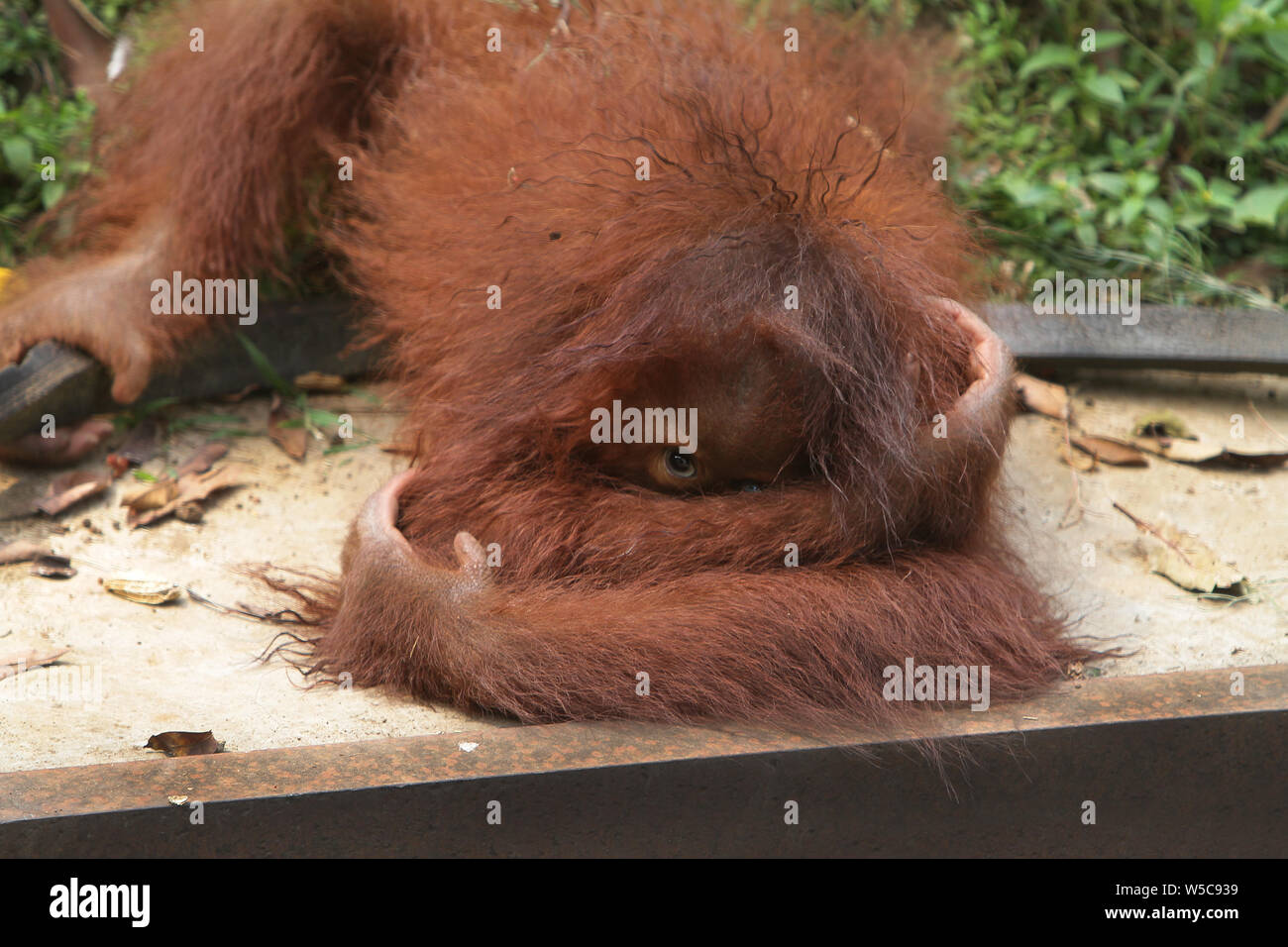 timido Foto Stock