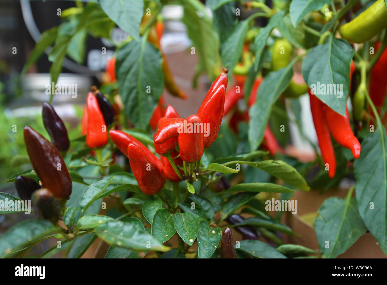 Mazzetto di "Capsicum annuum' piccolo rosso di piante di pepe per decoratio scopo Foto Stock