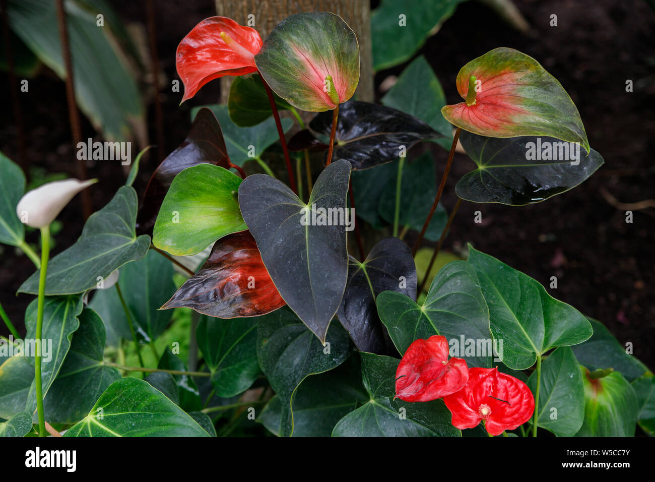 Red anthurium, Anthurium andreanum, pianta tropicale in foglia verde dello sfondo. Foto Stock