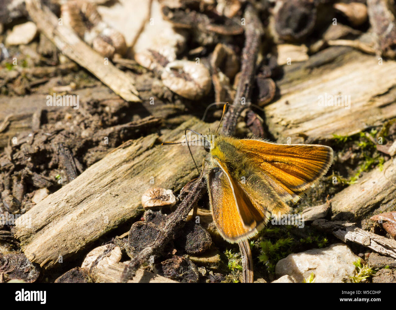 Grande Skipper Butterfly, in appoggio sul terreno - Derbyshire Foto Stock