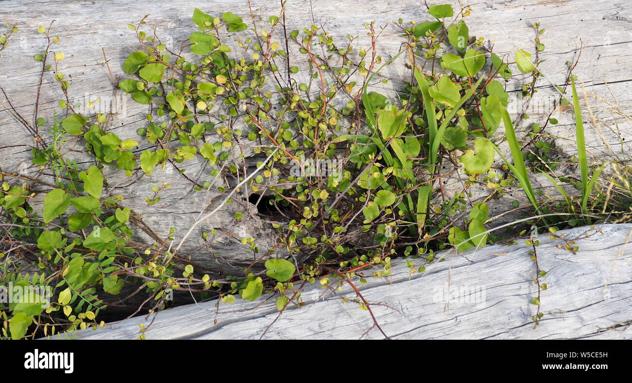 Salendo le erbacce di radicarsi in sabbia e iniziare a coprire un driftwood log su di una spiaggia di NZ Foto Stock