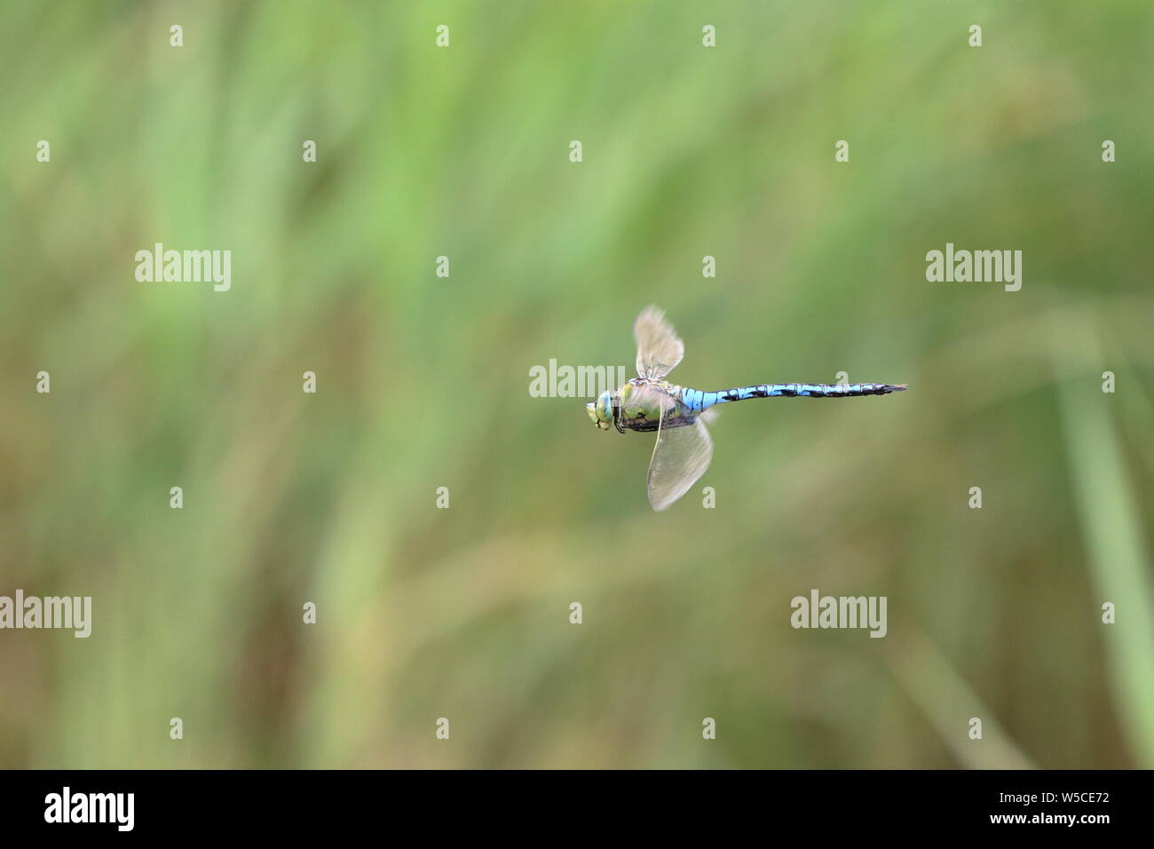 L'imperatore libellula Anax Imperator) in volo con uno sfondo verde di lamelle sfocata Foto Stock