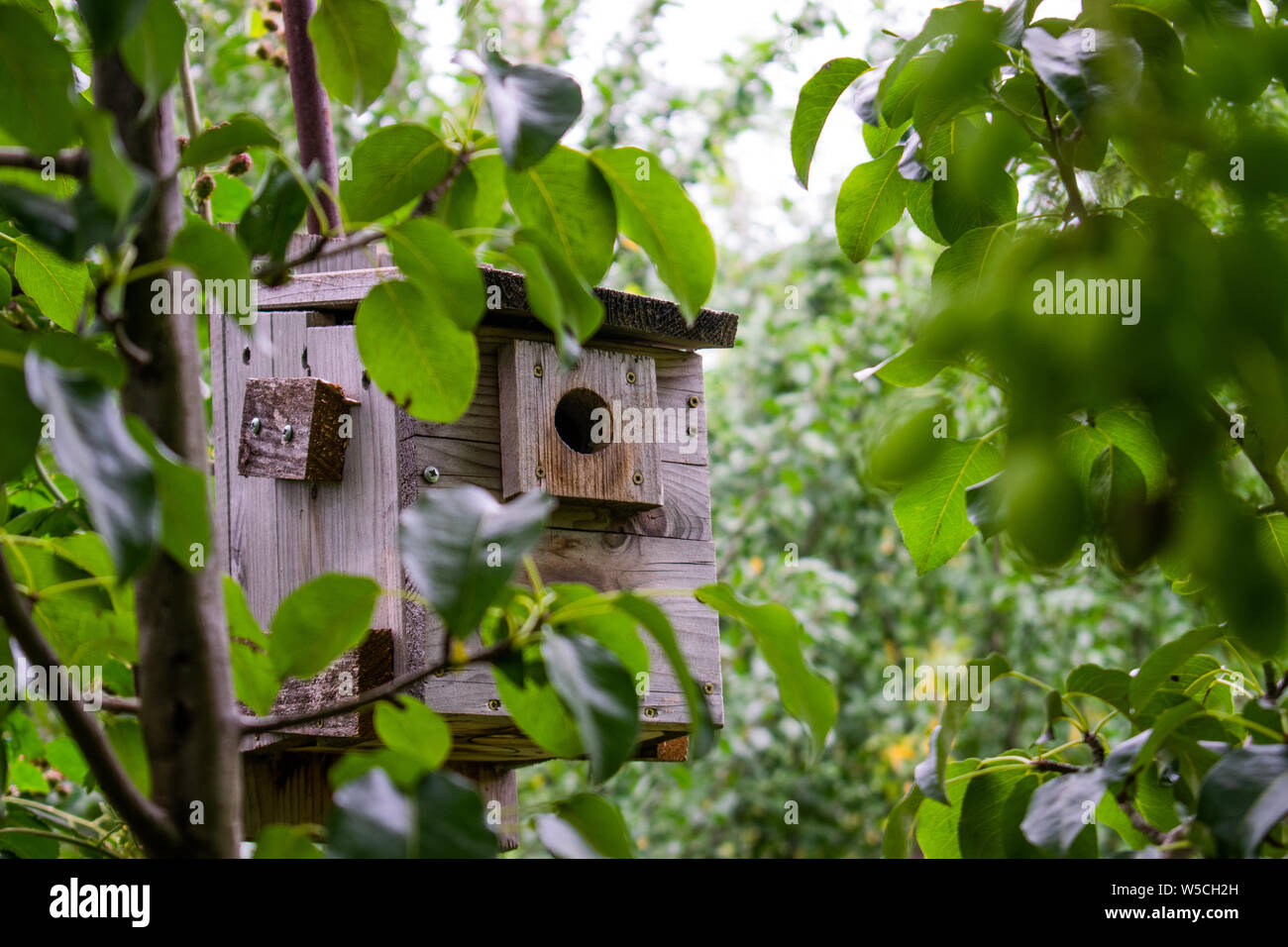 A casa birdhouse posizionato nel mezzo della natura, in attesa di un uccello a venire (realizzata per rondini) Foto Stock