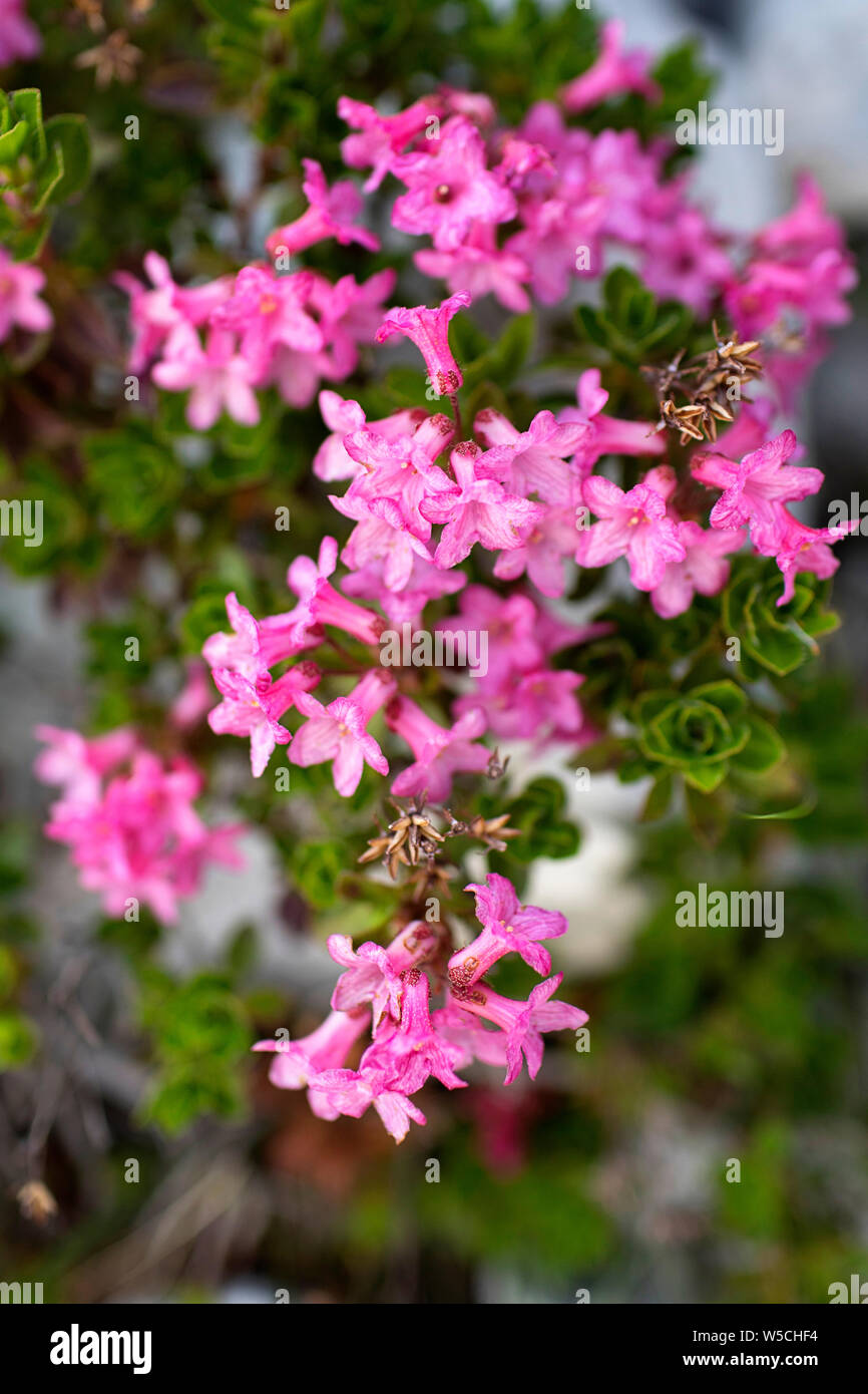 Rosa fiori di montagna, la Slovenia, l'Europa. Foto Stock