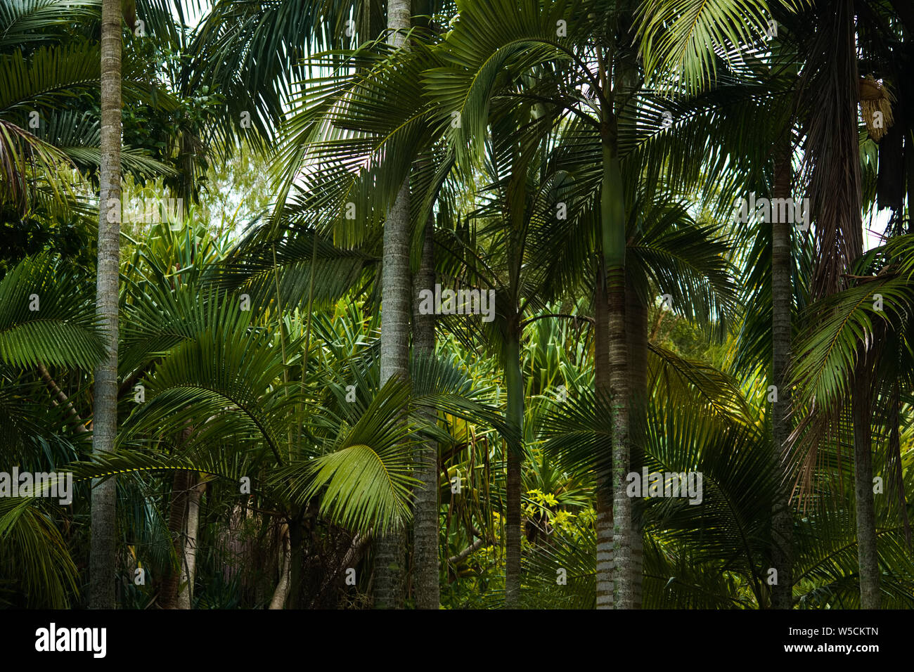Tropical foglie di palma, motivo floreale sfondo, foto reale Foto Stock