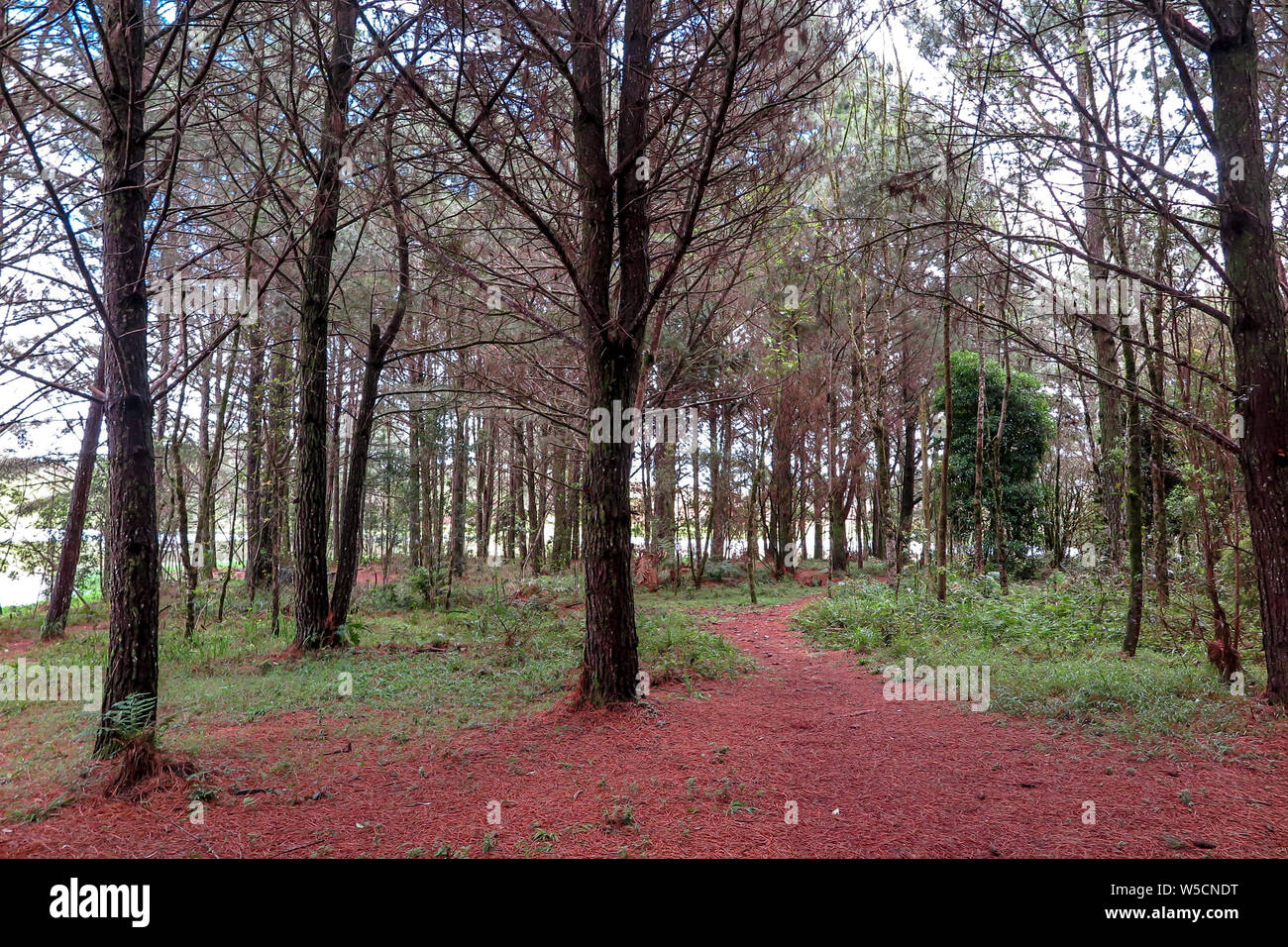 Foresta di pini, con foglie secche sul terreno, Perimbo dam Foto Stock
