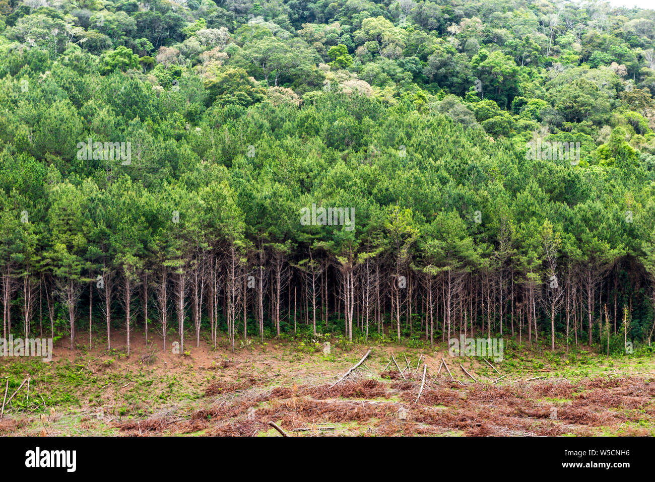La piantagione di pini per il taglio Foto Stock