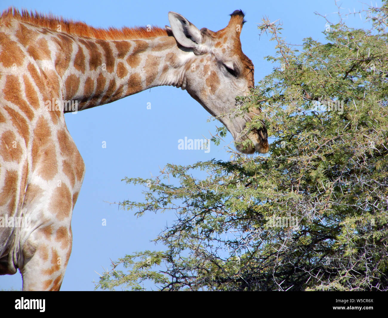 Travel Namibia settentrionale Foto Stock