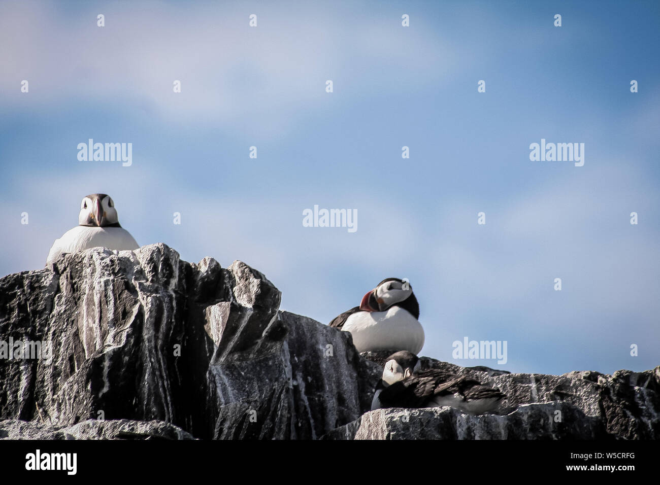 I puffini riposo, farne Islands, Northumberland ,l'Inghilterra Foto Stock