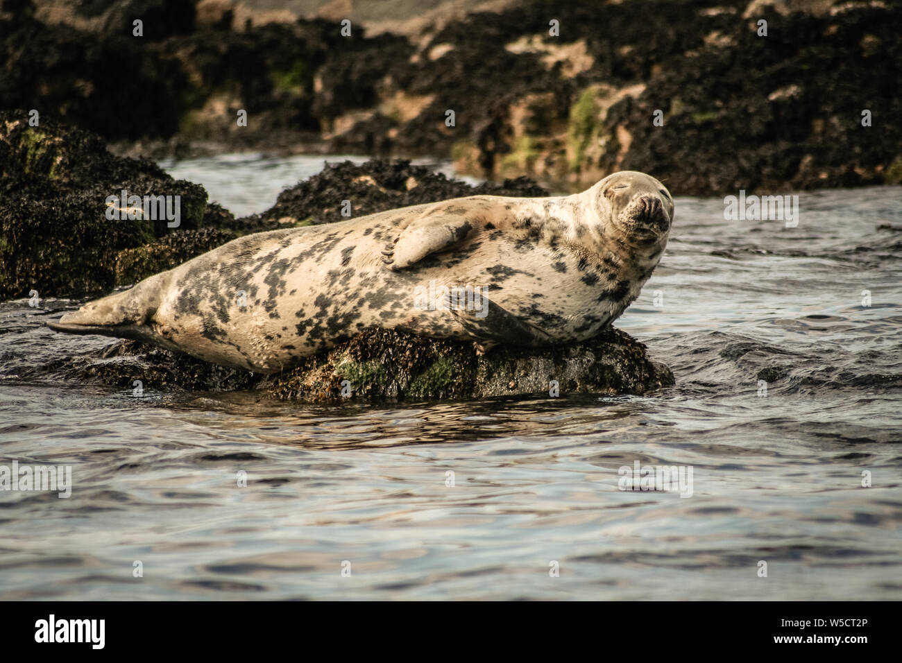 Guarnizione grigio, farne Islands , Northumberland , Inghilterra Foto Stock