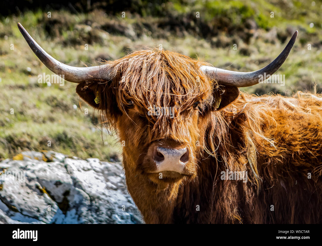 Close up di un impressionante scozzese, terra alta bovini Foto Stock