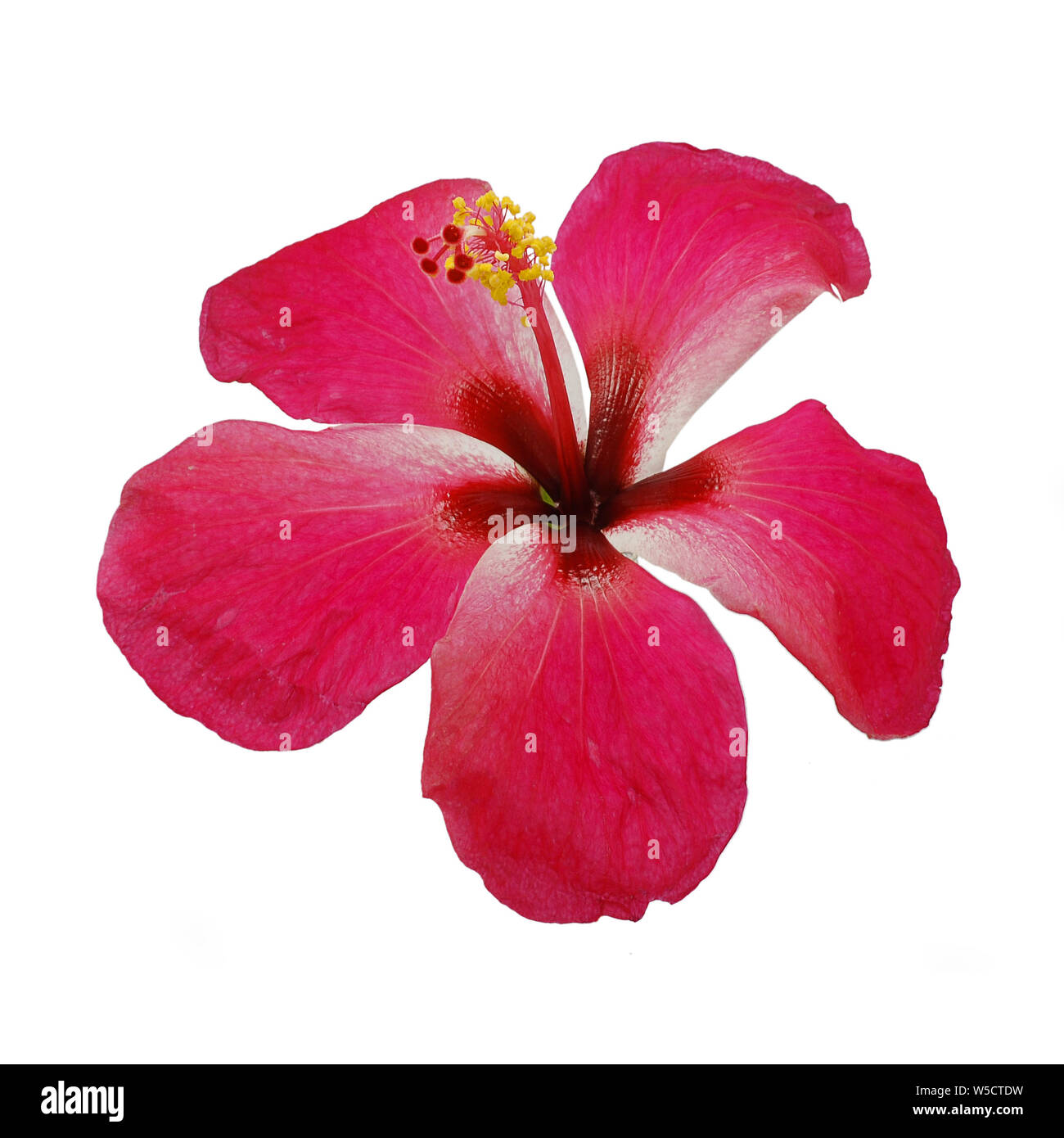 Hibiscus o rosa Cinese isolati su sfondo bianco Foto Stock