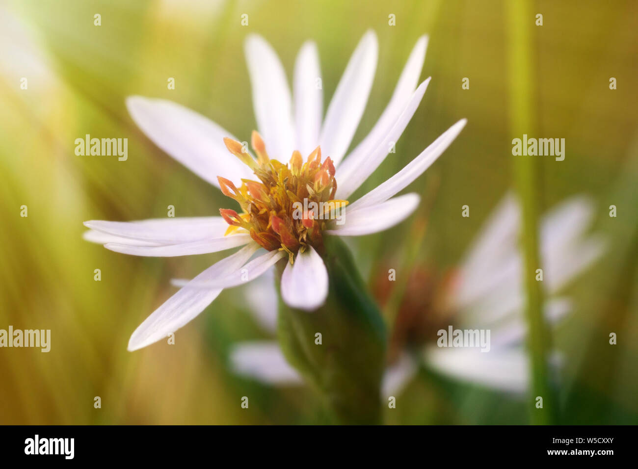 Stella fiore in sun. Starwort, GroЯe Sternmiere (Stellaria holostea) Foto Stock