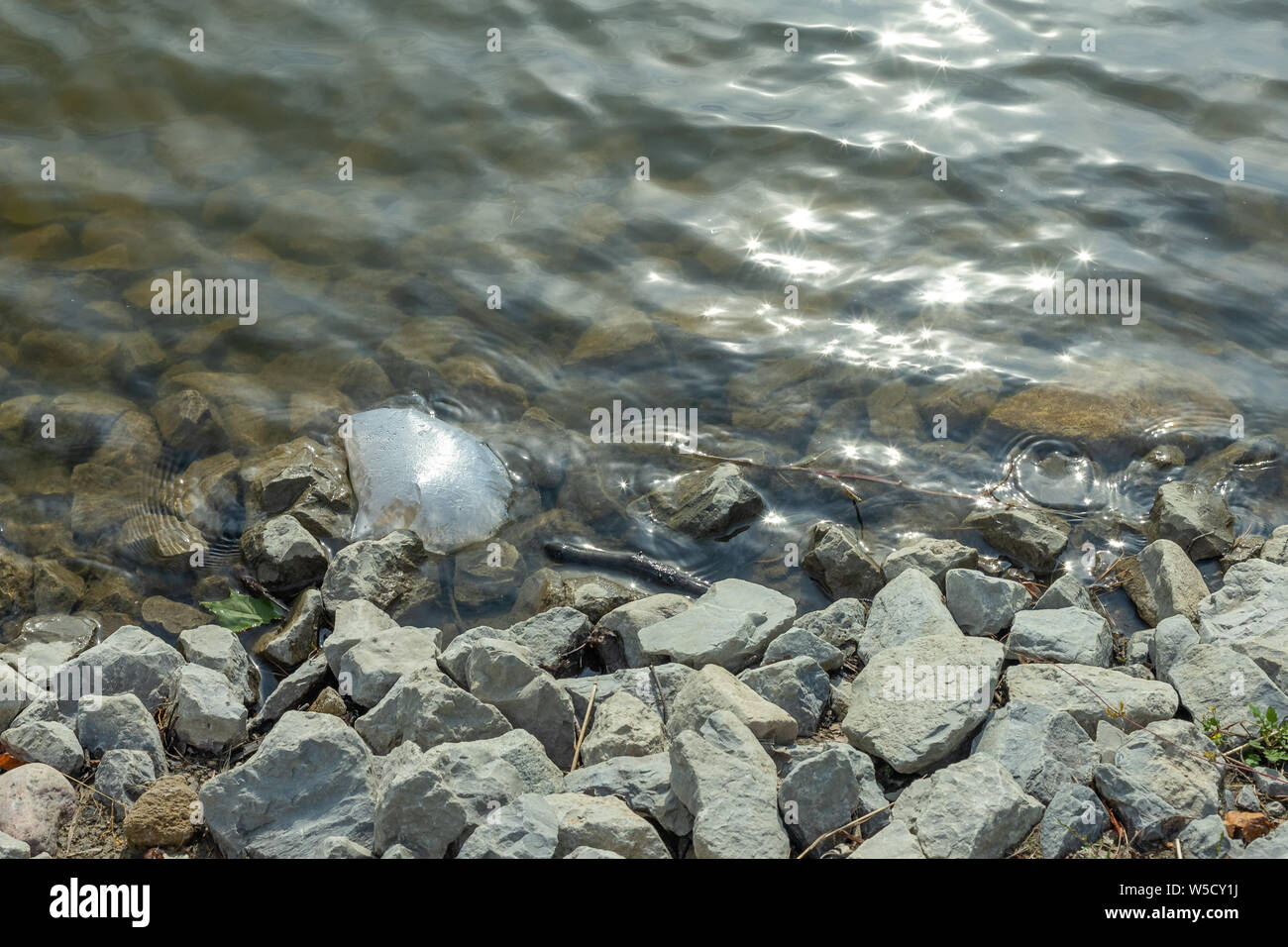 Imballaggi in plastica nell'ambiente naturale. Vuoto Utilizzato sporca di bottiglie in plastica. Inquinamento ambientale. In plastica usati rifiuti di imballaggio. P ambientale Foto Stock
