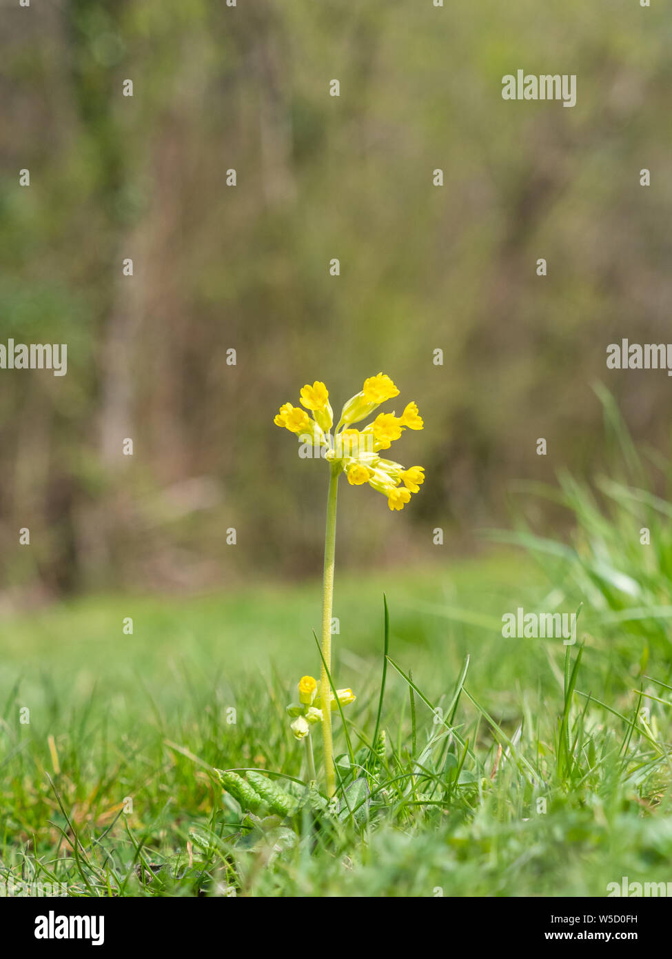 Primula veris pianta comunemente noto come cowslip, comune cowslip o cowslip primrose Foto Stock
