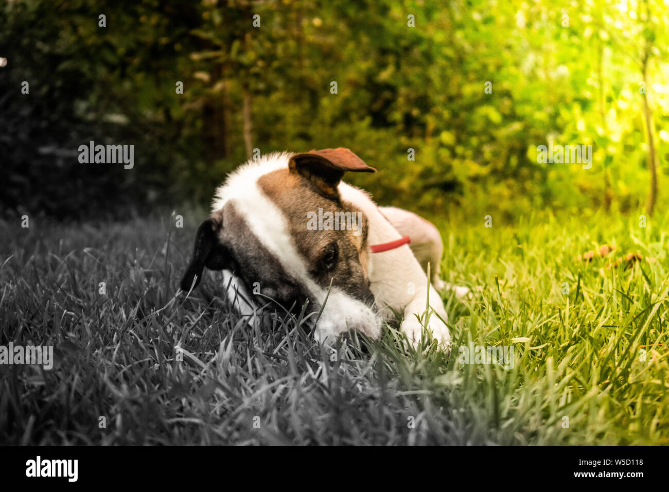 Un cane mostra il contrasto / differenza tra la tristezza e la felicità (lato sinistro è più scura e quello di destra è più luminoso) Foto Stock