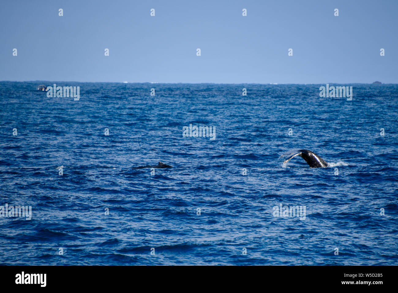 Humpback Whale diving e gli spruzzi di coda in Flinders Bay, Augusta, Australia occidentale Foto Stock
