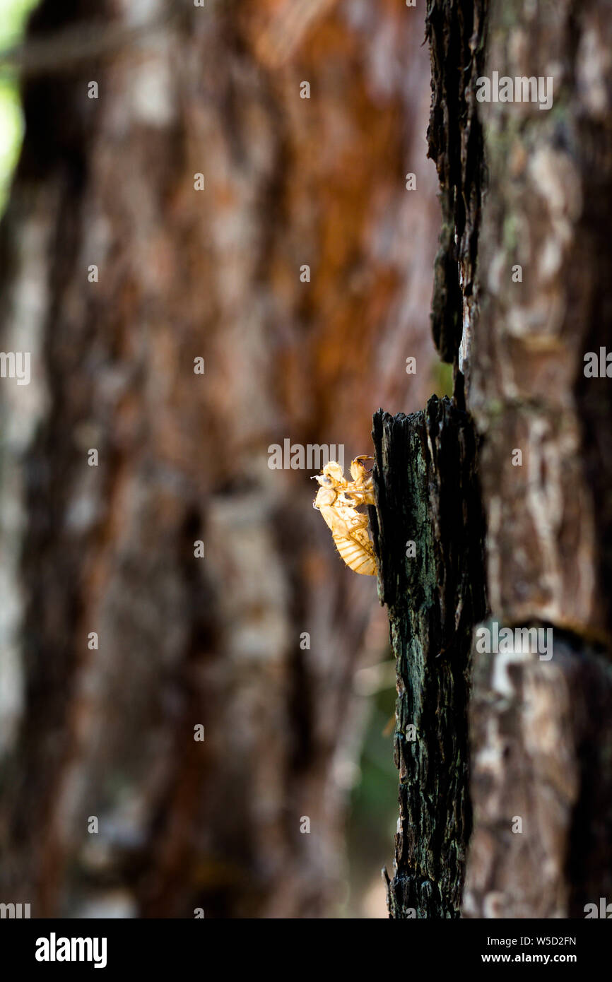 La larva di insetto siede sulla corteccia di un albero. Gli insetti si siede e si crogiola al sole. Ella vive in una foresta di cedro. Foto Stock