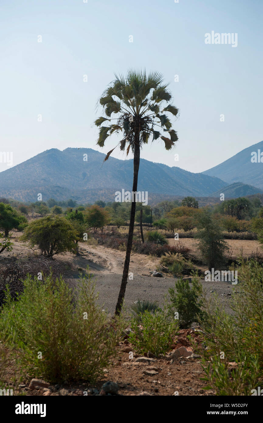 Makalani palm (Hyphaene petersiana), Aka il vero fan palm. Fotografato a fiume Kunene Cunene (Fiume), il confine tra Angola e Namibia, così Foto Stock