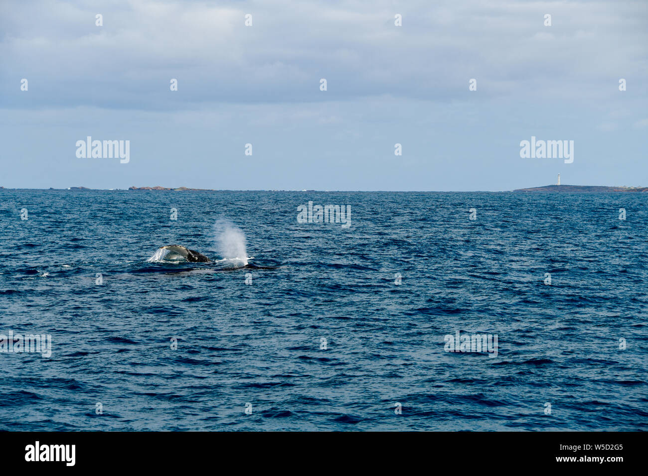 Humpback balene con pinna di coda e soffiare n Flinders Bay, Augusta, Australia occidentale Foto Stock