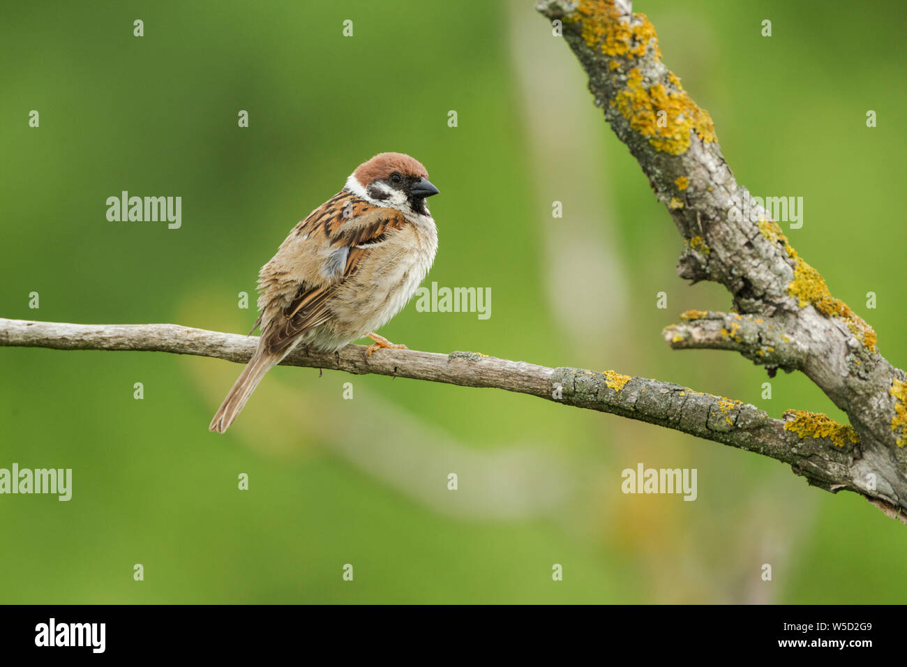Eurasian Tree Sparrow, nome latino Passer montanus e non abbastanza in pieno piumaggio adulto arroccato contro uno sfondo verde Foto Stock