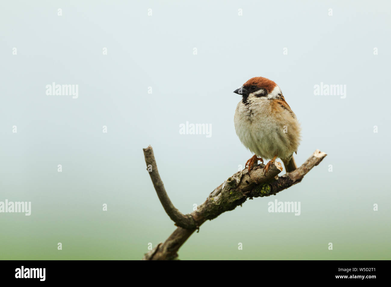 Eurasian Tree Sparrow, nome latino Passer montanus, arroccato su di un piccolo ramo contro un pallido sfondo verde Foto Stock