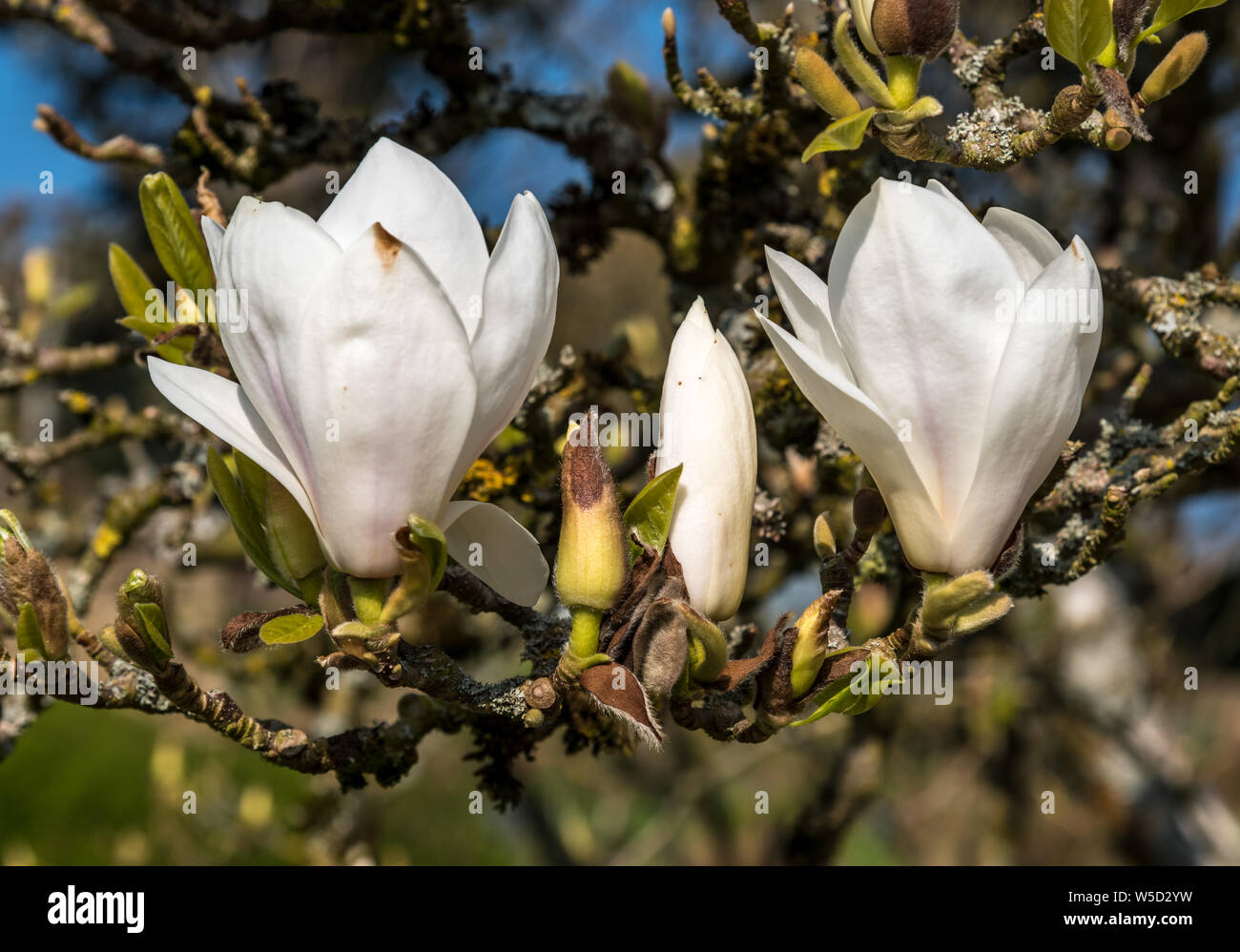 Bianco fiori di magnolia su una soleggiata primavera pomeriggio Foto Stock