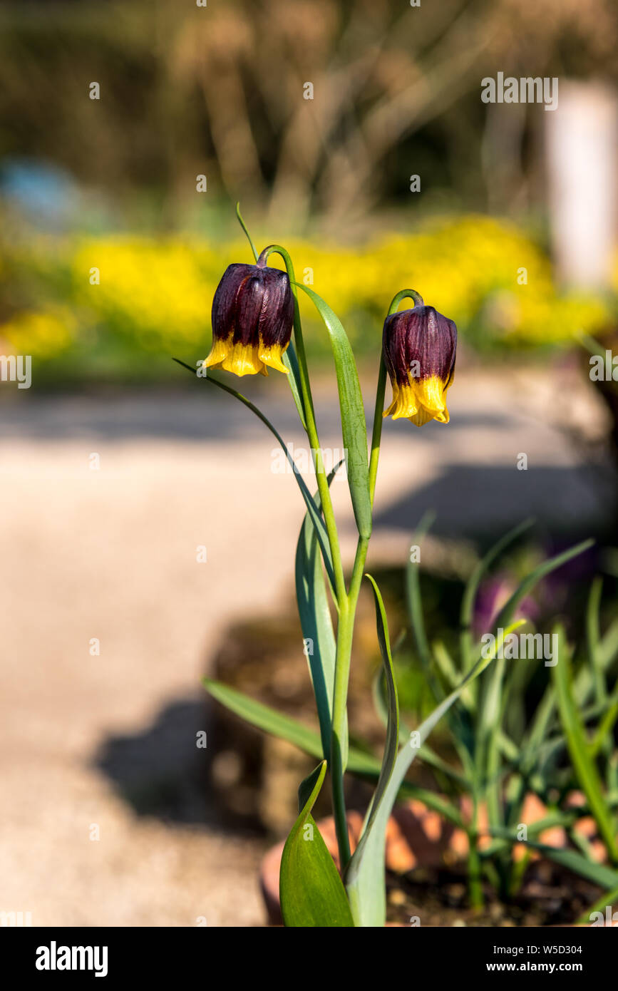 Snake head fritillary hybrid nel sole primaverile Foto Stock