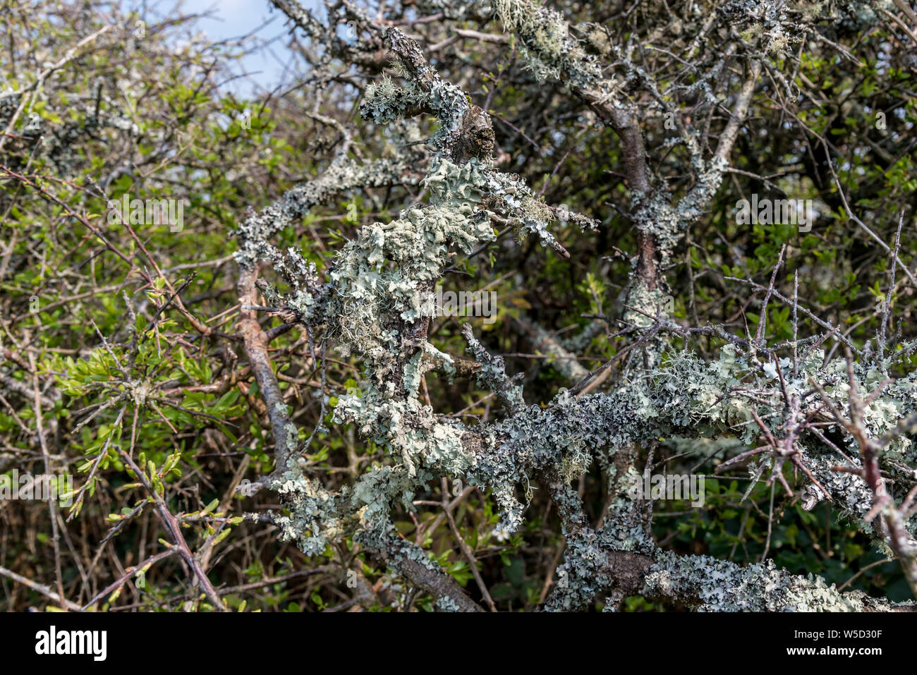 Fruticose densa e foliose licheni crescono su una siepe di biancospino in primavera Foto Stock
