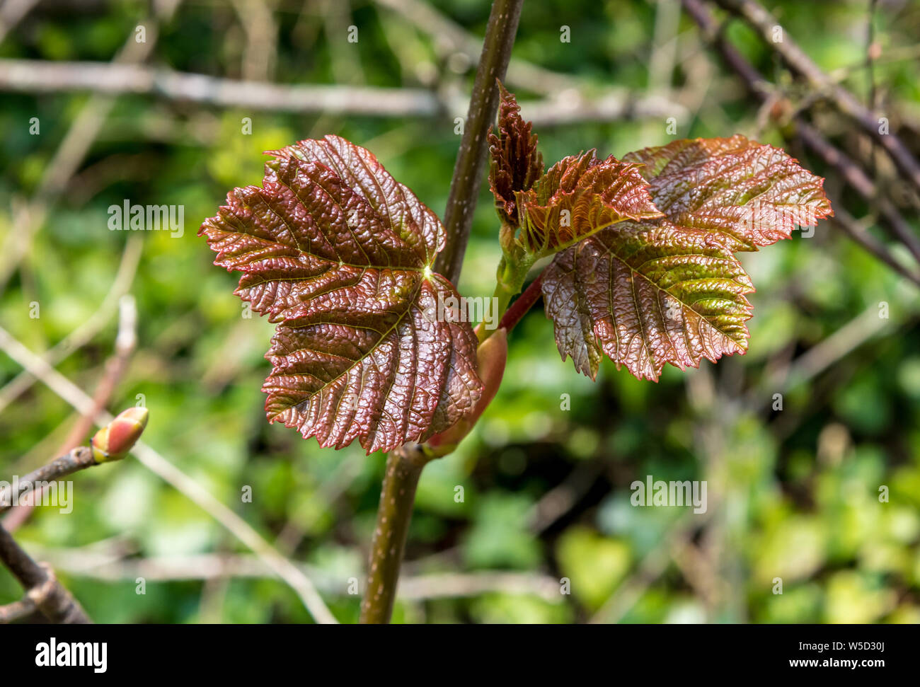 Appena emerse le foglie di faggio nel sole primaverile Foto Stock