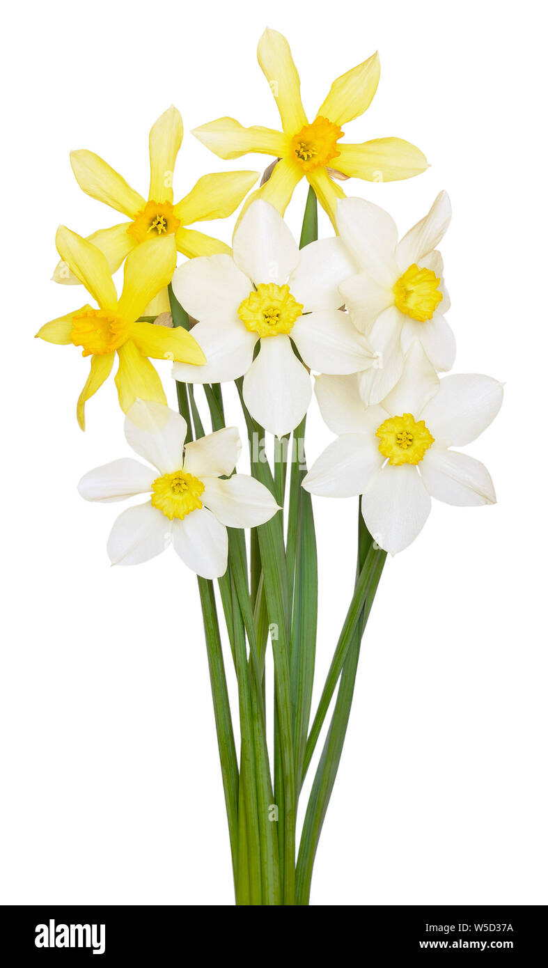 Il bianco e il giallo dei fiori di narciso isolati su sfondo bianco Foto Stock