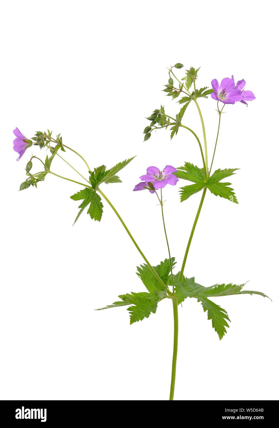 Geranio (Geranium pratense) fiore isolato su uno sfondo bianco Foto Stock