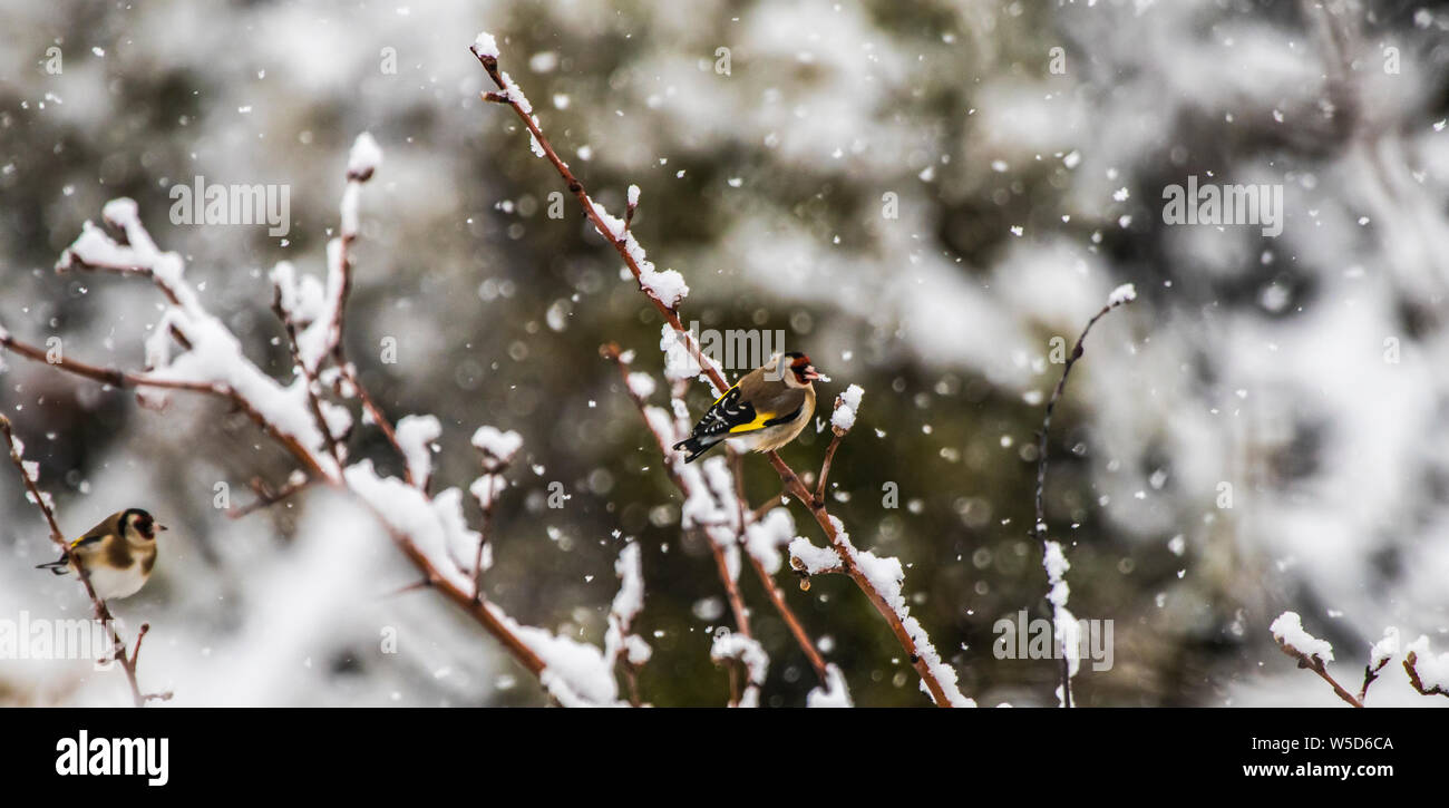 Uccelli in Troodos, Cipro durante il periodo invernale Foto Stock