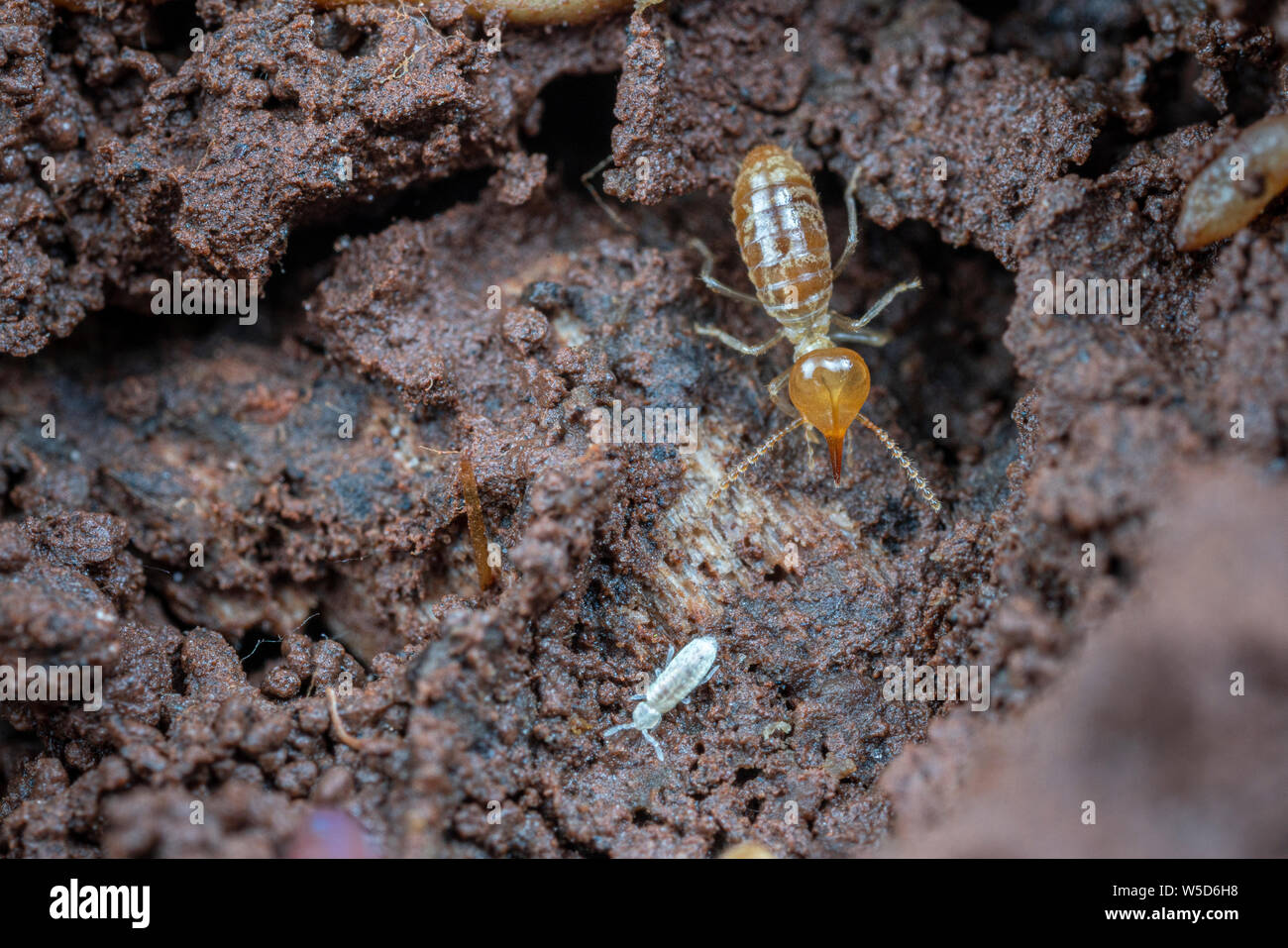 Soldato Nasutitermes casta, una specie di albero termite trovati nei tropichi Foto Stock