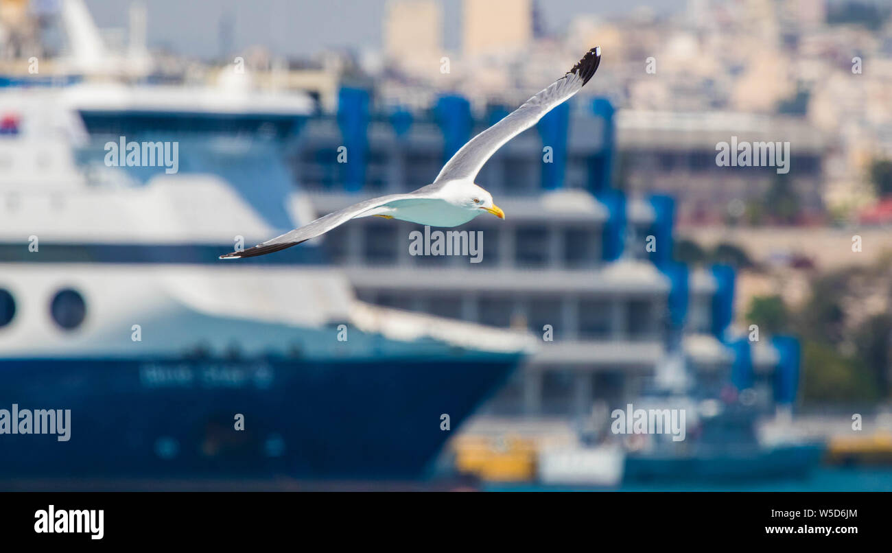 Seagull nel porto del Pireo, in Grecia durante il periodo estivo Foto Stock