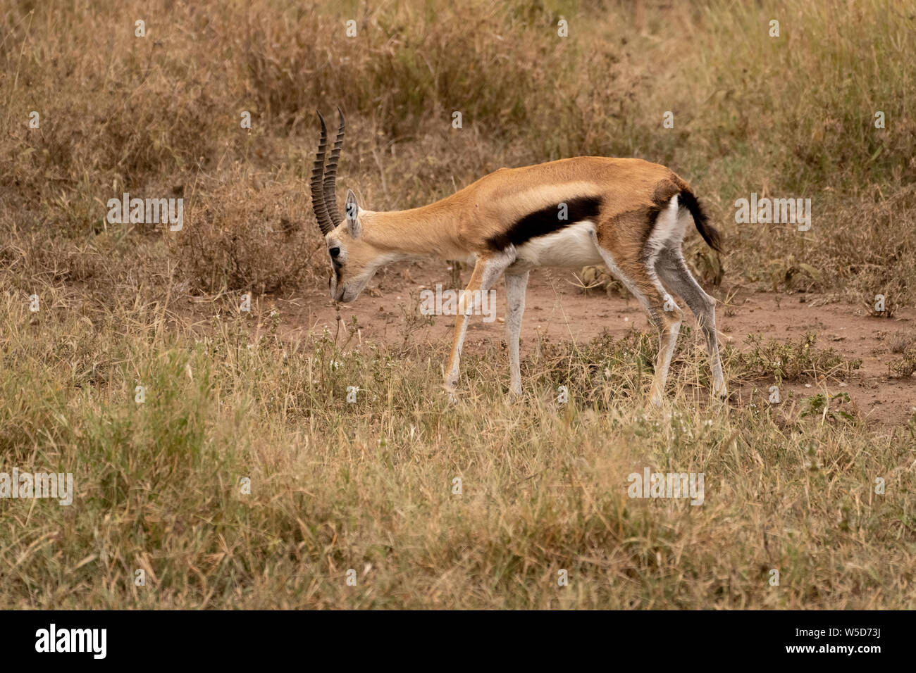 Maschio di Thomson (Gazelle Gazella thomsonii) pascolo, Serengeti National Park, Tanzania, nel mese di aprile Foto Stock