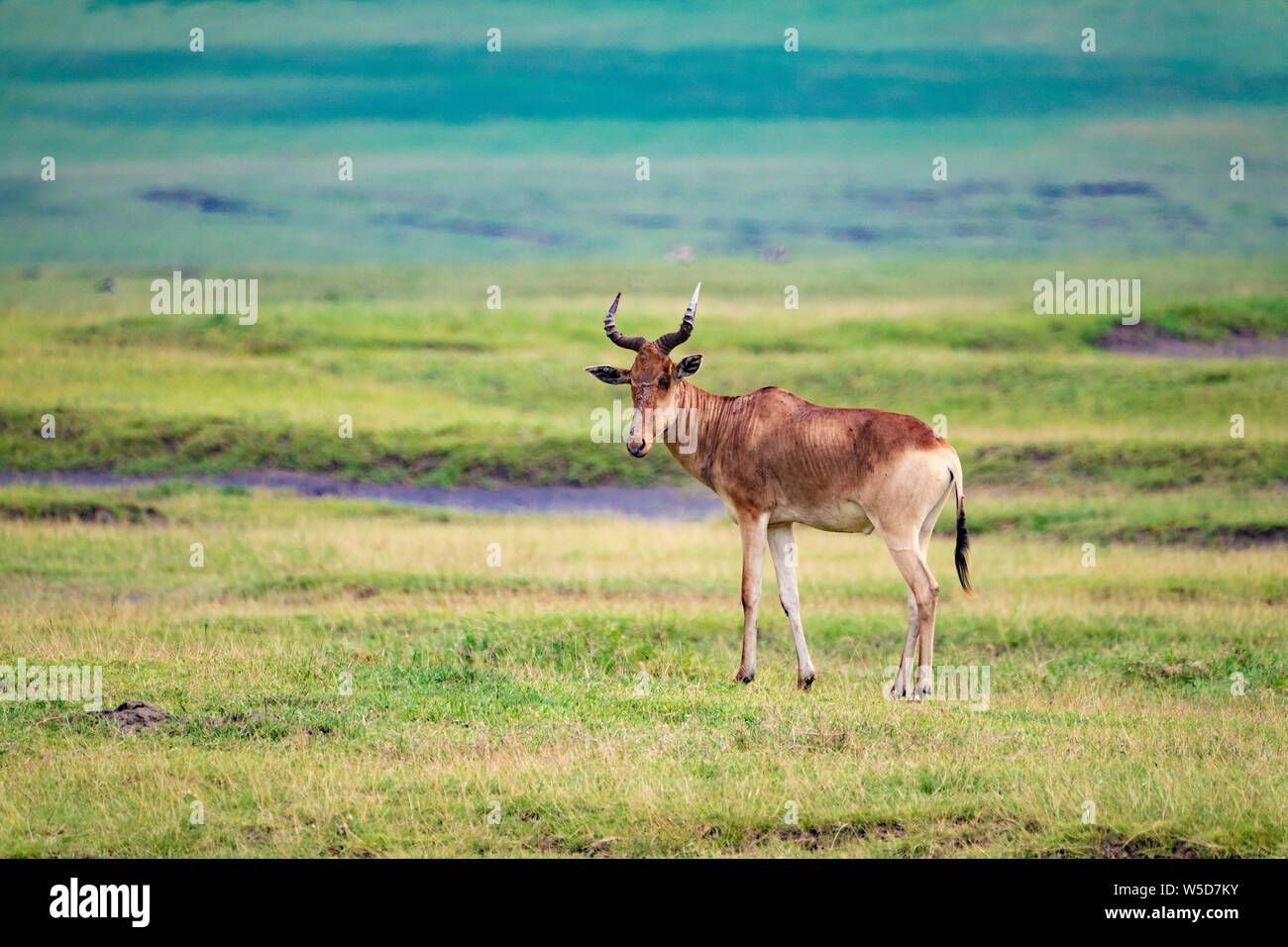 Il coke Hartebeest (Alcelaphus buselaphus cokii) Questo antelope sorge 1.5 metri alto in corrispondenza della sua spalla e può pesare fino a 200 kg, vivono in aperta in avanti Foto Stock