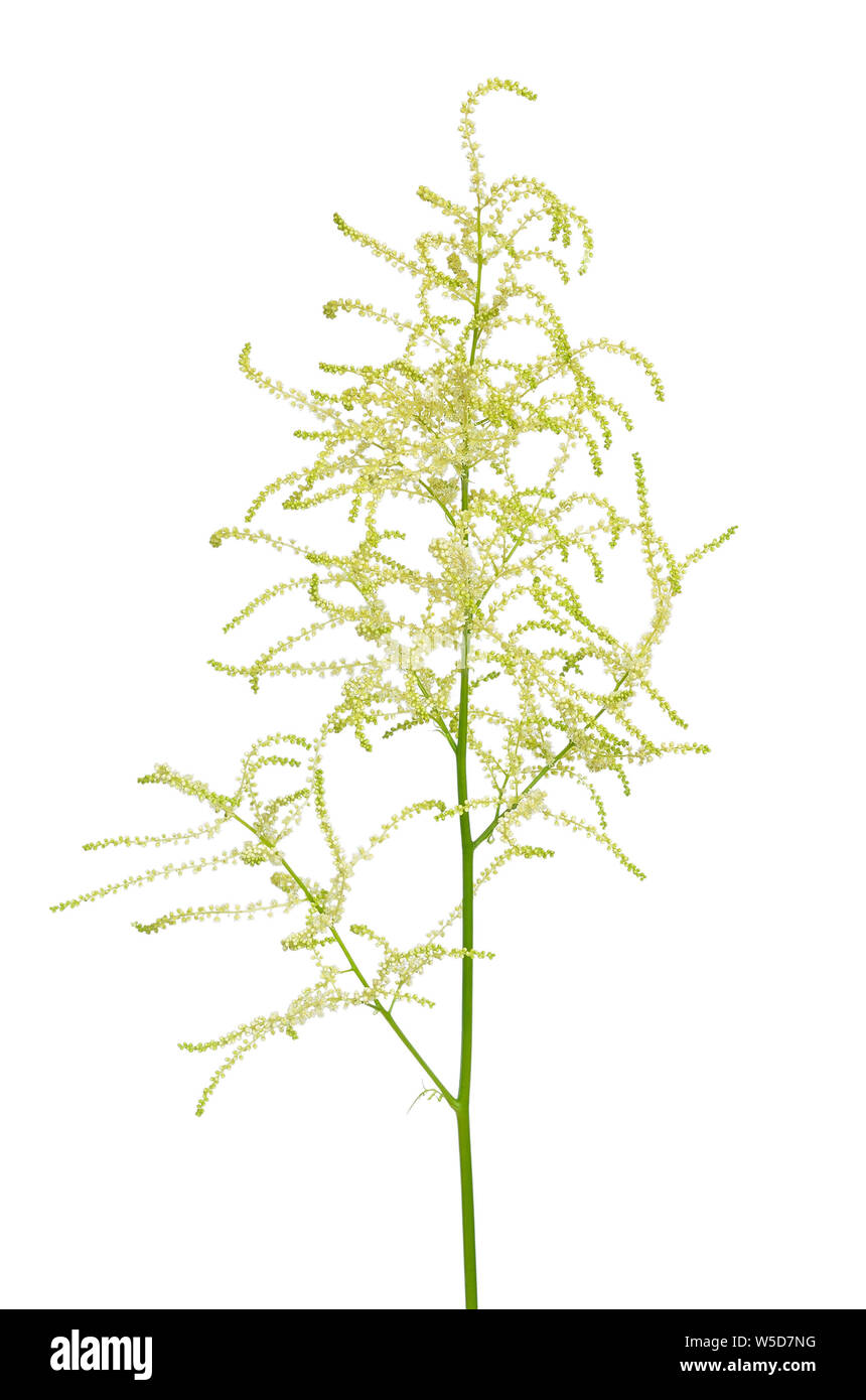 Blooming Aruncus dioicus isolati su sfondo bianco Foto Stock