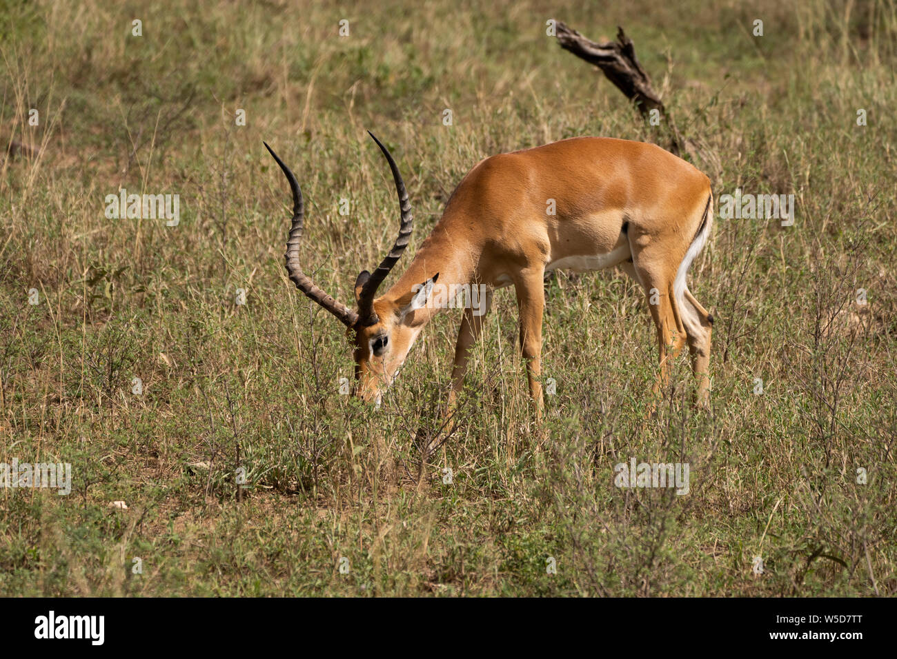 Impala maschio (Aepyceros melampus) al pascolo. Solo il maschio possiede la s-corna. Fotografato a Parco Nazionale del Serengeti, Tanzania. Foto Stock