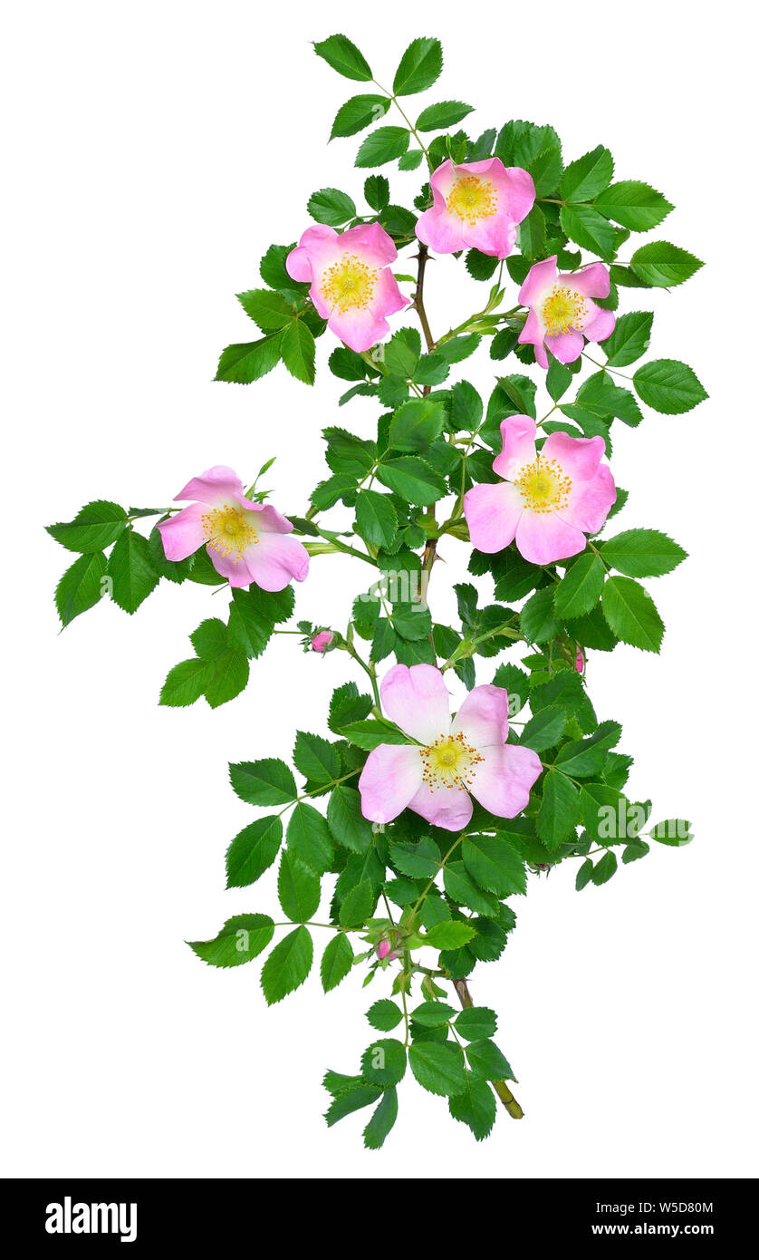 Wild Rose fiore isolato su sfondo bianco Foto Stock