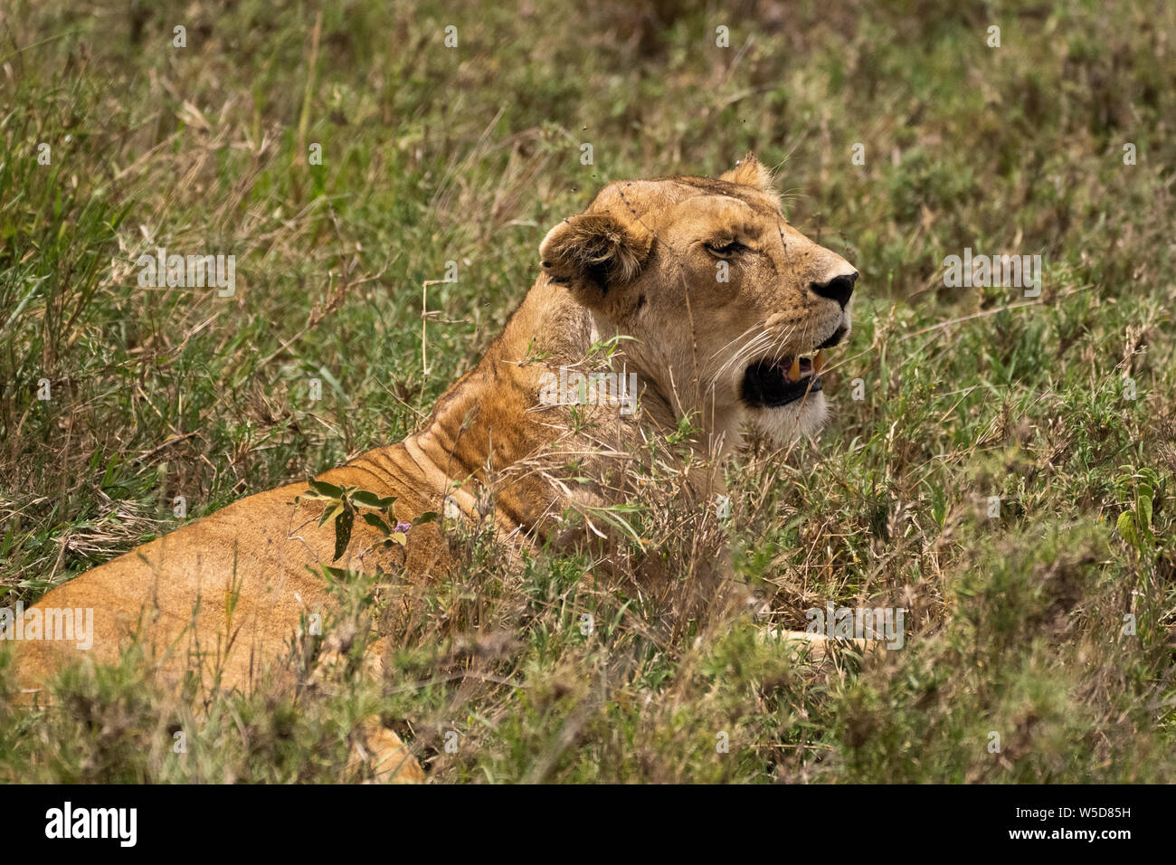 Leonessa di avviso (Panthera leo) in attesa in erba. Fotografato a Parco Nazionale del Serengeti, Tanzania Foto Stock