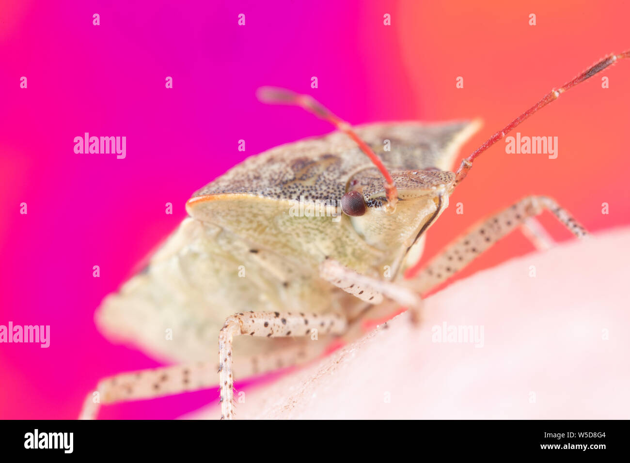 Un fetore bug strisciando su un dito con un luminoso colorato di rosa e lo sfondo arancione, Spined Soldier bug vero Bug Foto Stock